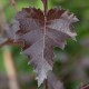 Mesteacăn purpuriu (Betula pendula Purpurea)