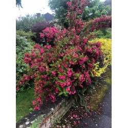Weigela ‘Bristol Ruby’