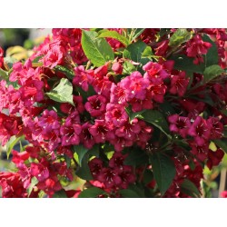 Weigela ‘Bristol Ruby’