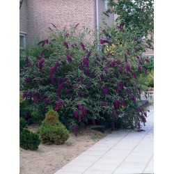 Liliac de Vară (Buddleja davidii Black Knight)