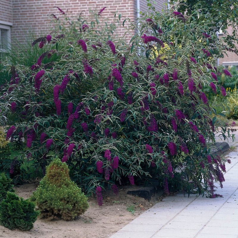 Liliac de Vară (Buddleja davidii Black Knight)