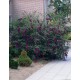 Liliac de Vară (Buddleja davidii Black Knight)