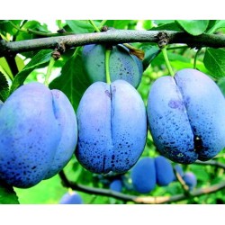 Prun Bluefrre în ghiveci