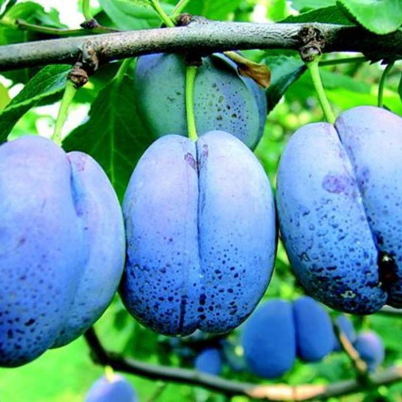 Prun Bluefrre în ghiveci