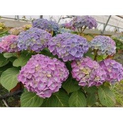 Hortensia Bodensee