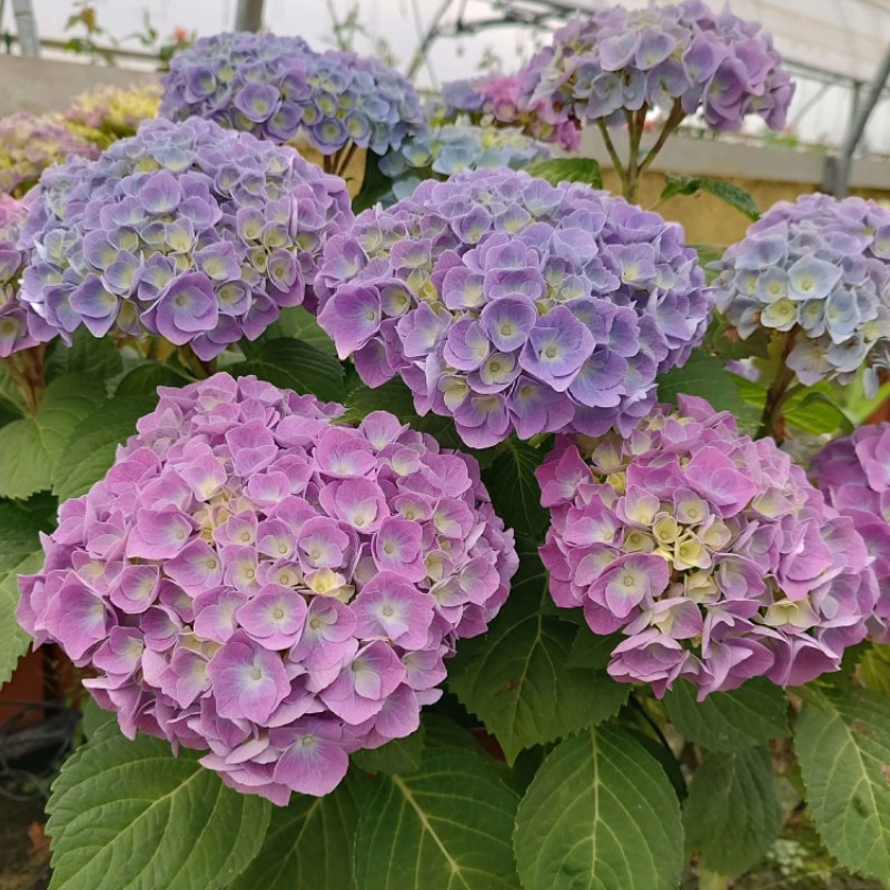 Hortensia Bodensee
