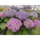 Hortensia Bodensee