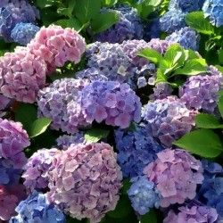 Hortensia Bodensee