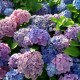 Hortensia Bodensee