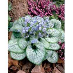Brunnera macrophylla ‘Jack Frost’ – Nu-mă-uita caucaziană