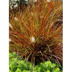 Pennisetum Burgundy Bunny