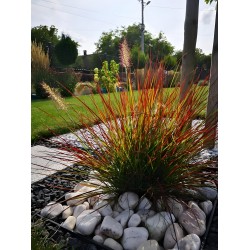 Pennisetum Burgundy Bunny