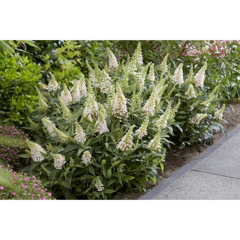 Liliac de vară pitic - Buddleja davidii 'Butterfly Candy Little White'