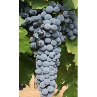 Viță de vie Cabernet Sauvignon