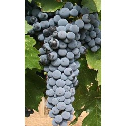 Viță de vie Cabernet Sauvignon