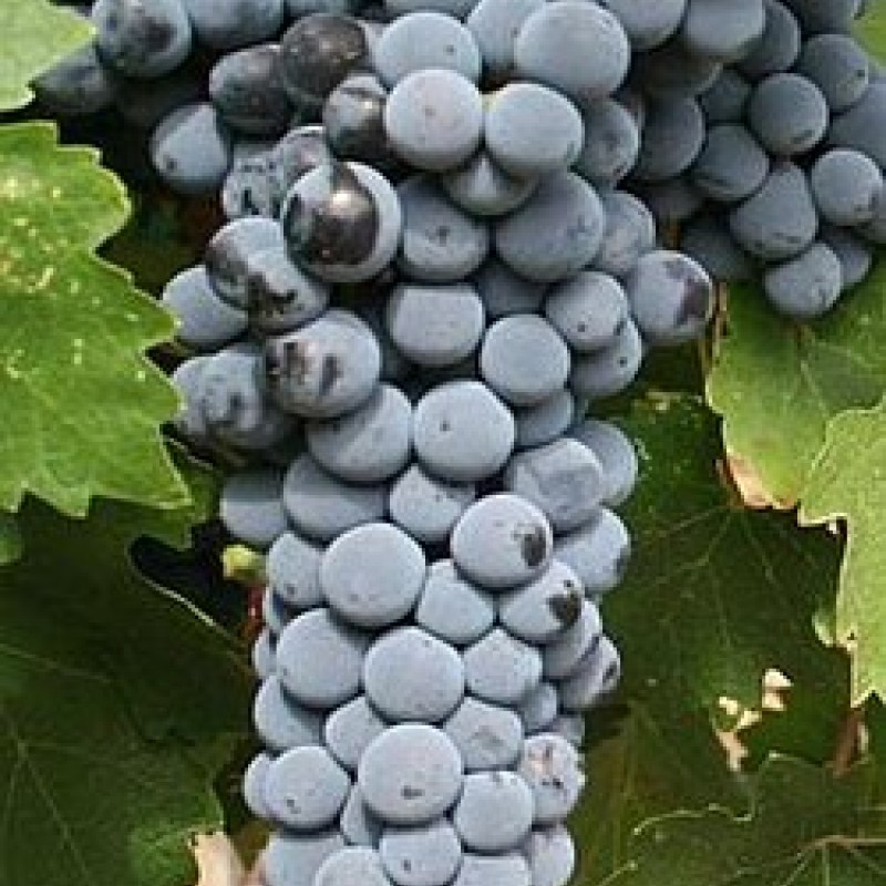 Viță de vie Cabernet Sauvignon
