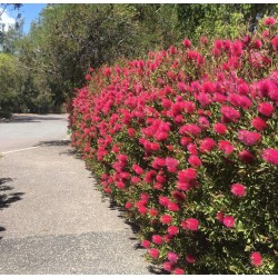 Callistemon ‘Mauve Mist’ 