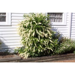 Callistemon ‘White’  