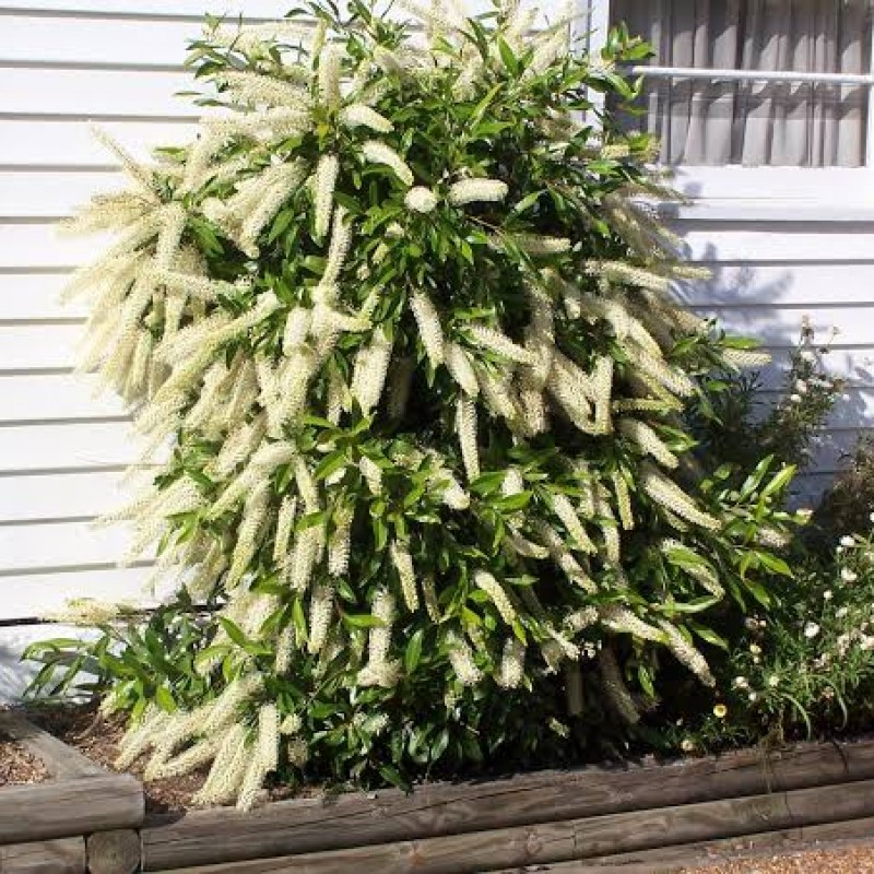 Callistemon ‘White’  