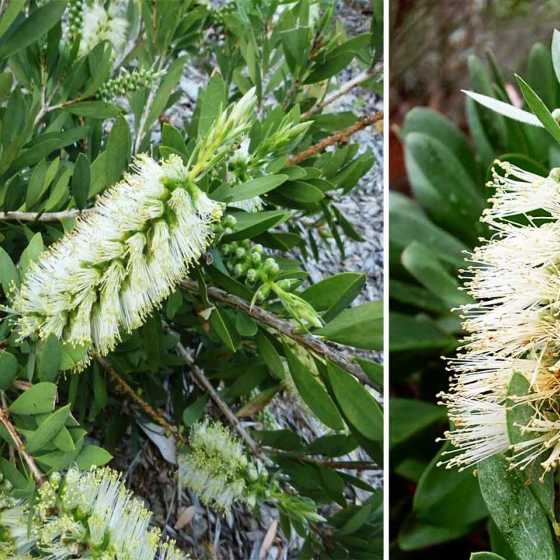 Callistemon ‘White’  