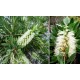 Callistemon ‘White’  