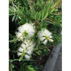 Callistemon ‘White’  