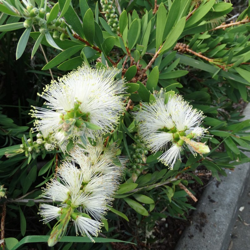 Callistemon ‘White’  