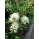 Callistemon ‘White’  