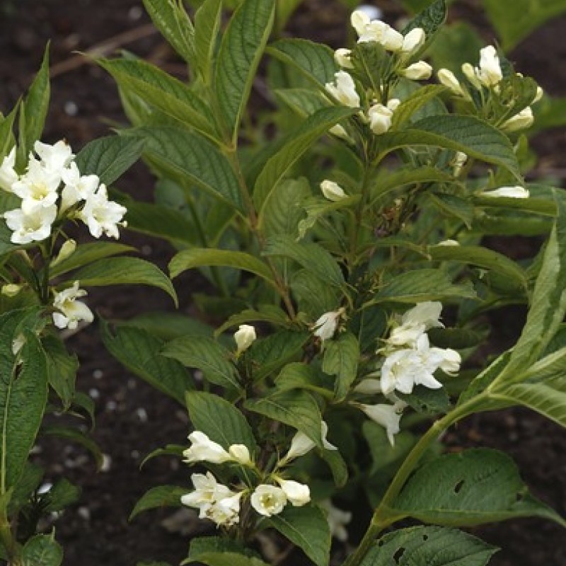Weigela Candida