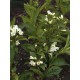 Weigela Candida