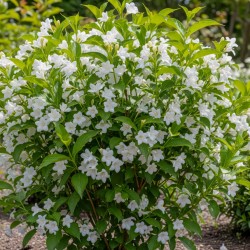 Weigela Candida
