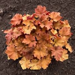 Heuchera ‘Caramel’