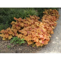 Heuchera ‘Caramel’