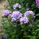 Campanula glomerata ‘Caroline’