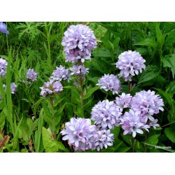 Campanula glomerata ‘Caroline’