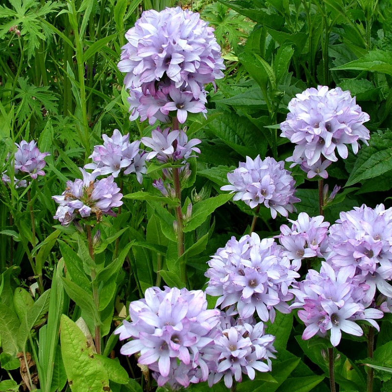 Campanula glomerata ‘Caroline’
