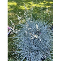 Iarba albastra - Festuca glauca 'Cool As Ice'