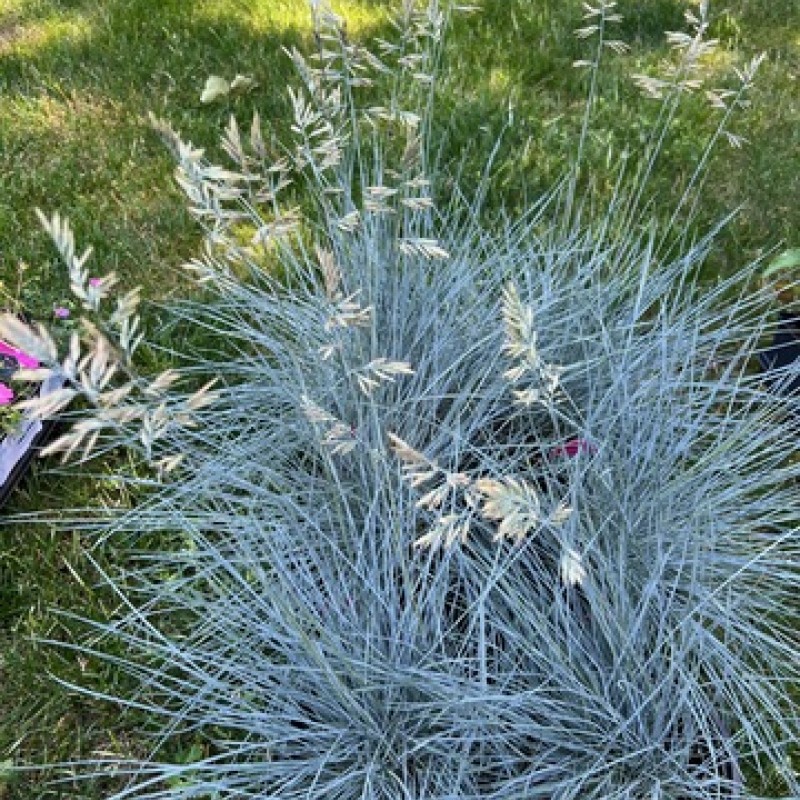 Iarba albastra - Festuca glauca 'Cool As Ice'