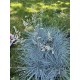 Iarba albastra - Festuca glauca 'Cool As Ice'