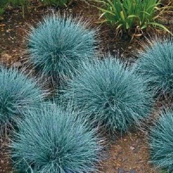 Iarba albastra - Festuca glauca 'Cool As Ice'