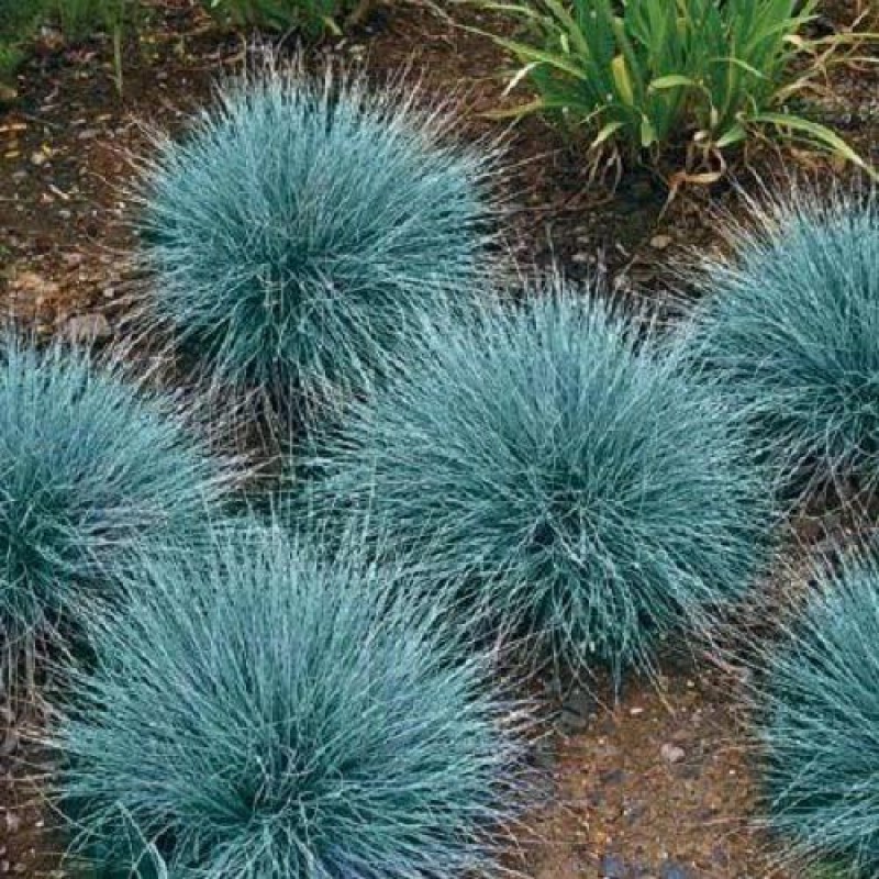 Iarba albastra - Festuca glauca 'Cool As Ice'