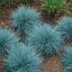 Iarba albastra - Festuca glauca 'Cool As Ice'