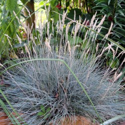 Iarba albastra - Festuca glauca 'Cool As Ice'