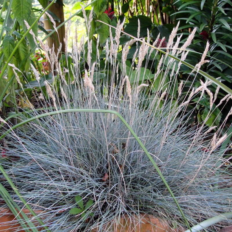 Iarba albastra - Festuca glauca 'Cool As Ice'