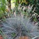 Iarba albastra - Festuca glauca 'Cool As Ice'