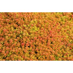 Sedum album ‘Coral Carpet’ 