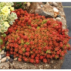 Sedum album ‘Coral Carpet’ 