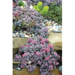 Sedum SUNSPARKLER Cosmic Comet
