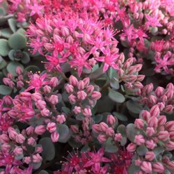 Sedum SUNSPARKLER Cosmic Comet