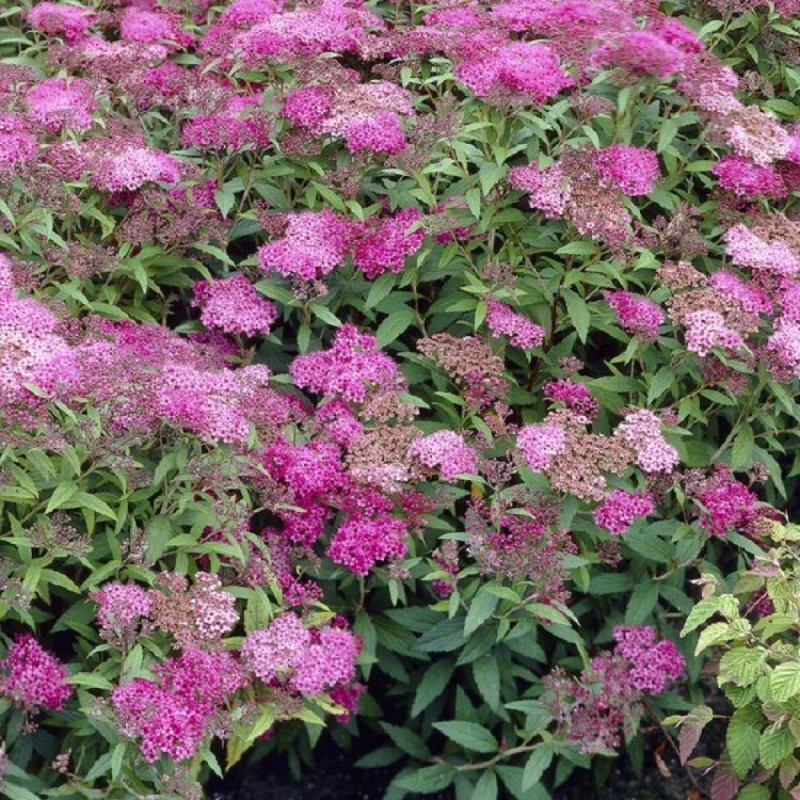 Cununița - Spirea japonica ‘Crispa’